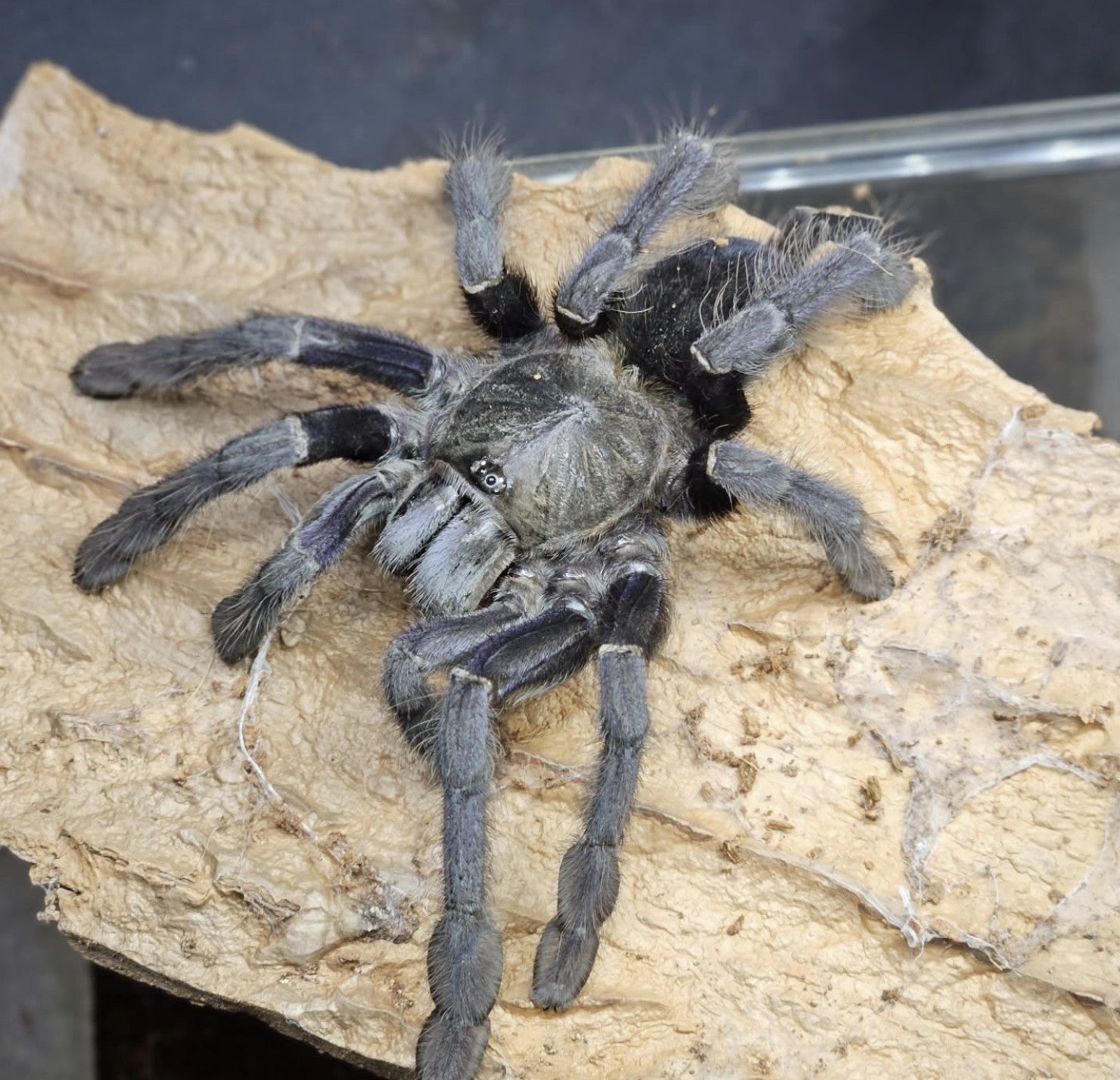 Products – Page 18 – Spider Shoppe