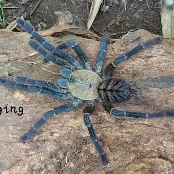 Ornithoctoninae sp 'Haribon' (Phillipine Eagle Tarantula) 0.75