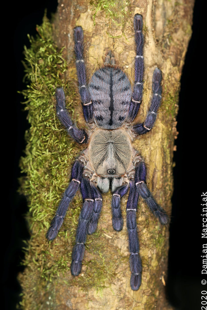 Ornithoctoninae sp 'Phan Cay Blue' (Phan Cay Tiger) 1"