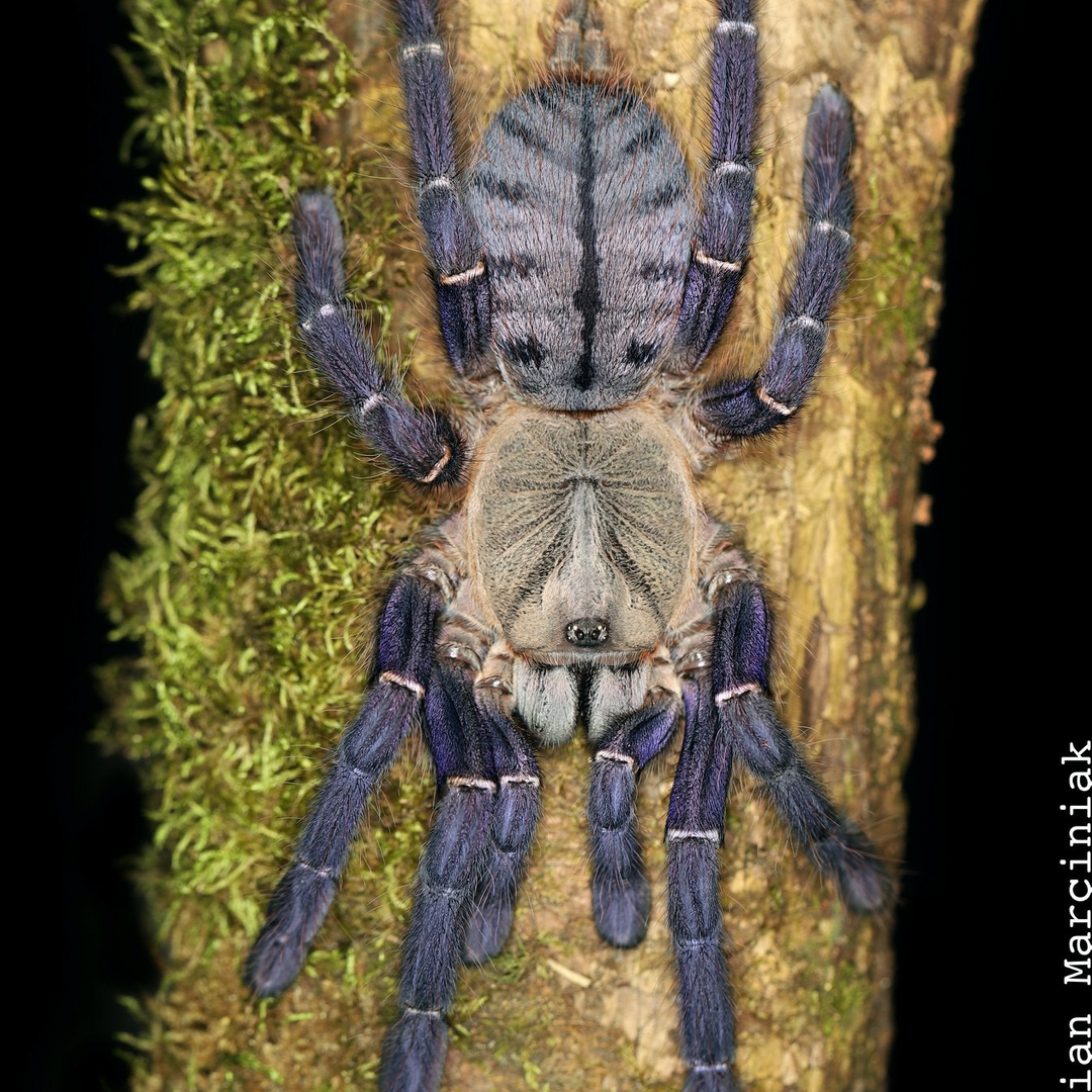 Ornithoctoninae sp 'Phan Cay Blue' (Phan Cay Tiger) 1"