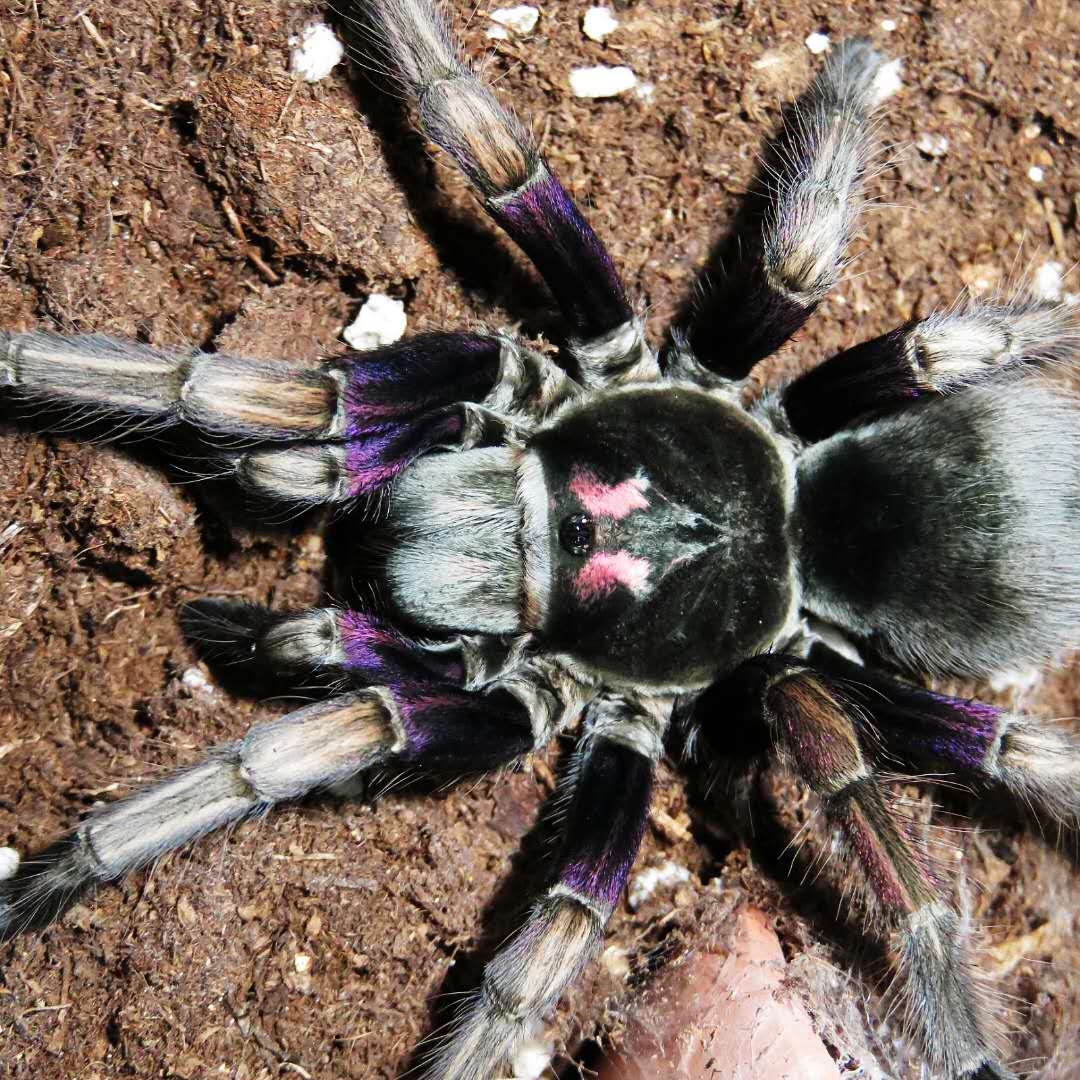 Pamphobeteus ultramarinus (Ecuador Birdeater) MM *FRESH