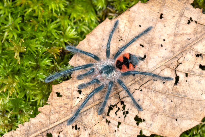 Pamphobeteus sp 'Mascara' (Mascara Giant Bird Eater) 1"