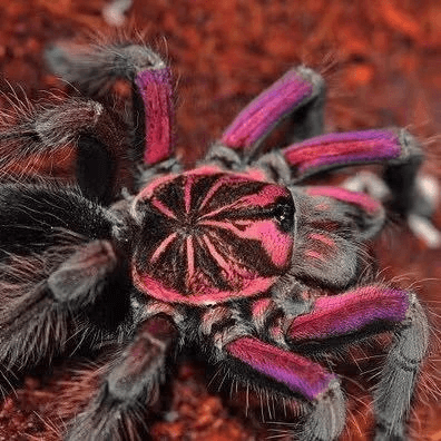 Pamphobeteus sp 'Platyomma' (Pink Bloom) 1” w FREE SPIDER HAUS 3x4x5"