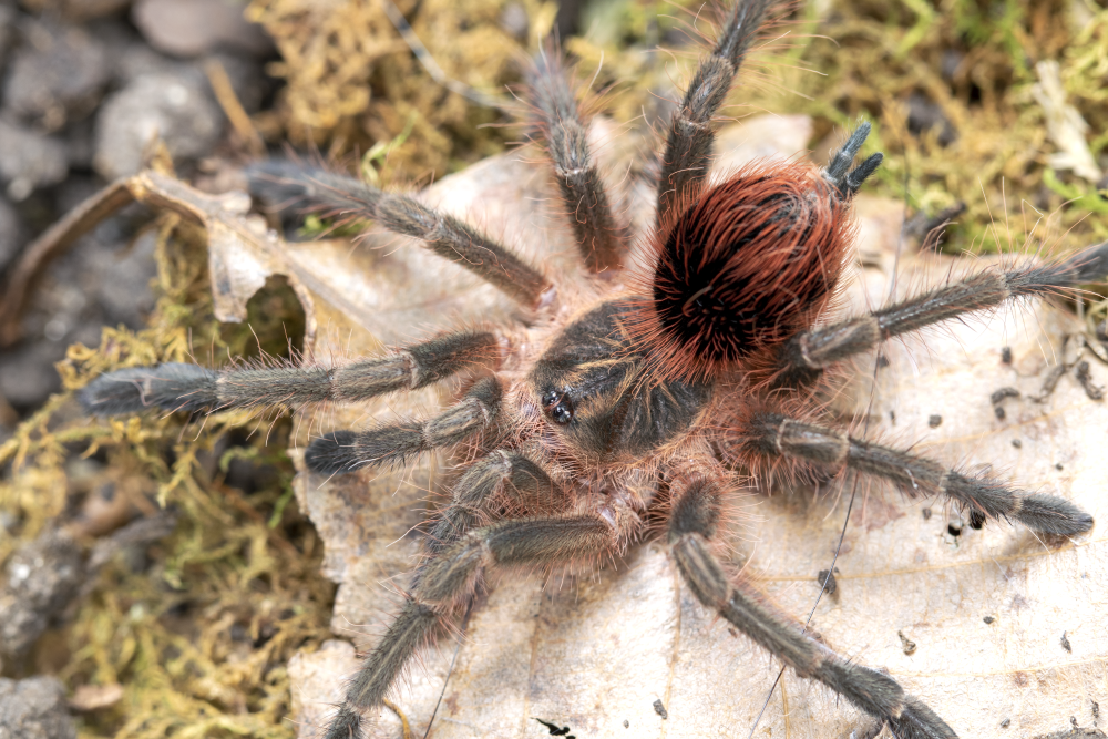 Pamphobeteus sp 'Mirador' (Mirador Bird Eater) 1.5"