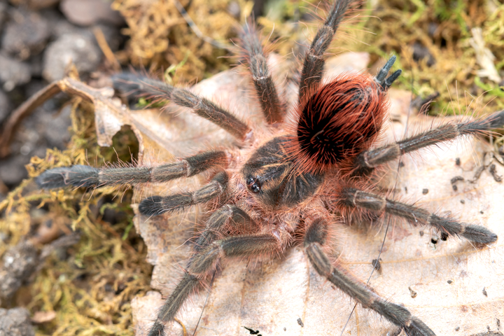 Pamphobeteus sp 'Mirador' (Mirador Bird Eater) 1.5"