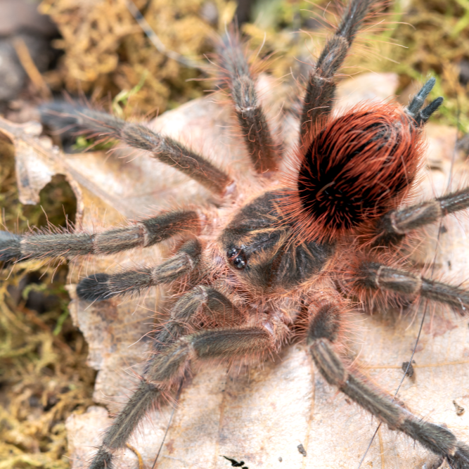 Pamphobeteus sp 'Mirador' (Mirador Bird Eater) 1.5"