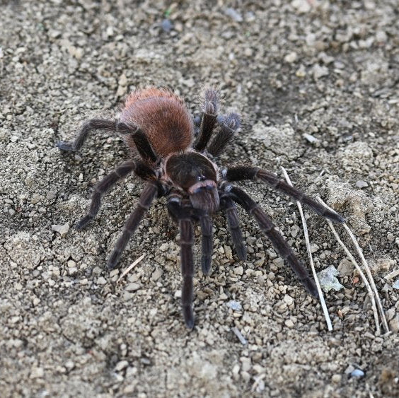 Phormictopus cubensis (Caribbean Brown)