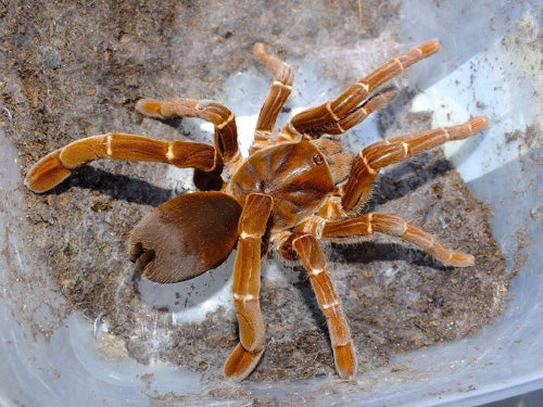 Pelinobius muticus (King Baboon) 0.5-0.75"