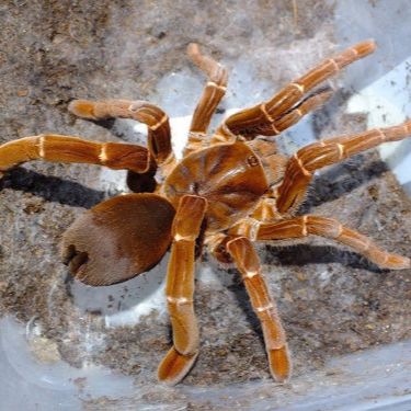 Pelinobius muticus (King Baboon) 0.5-0.75"