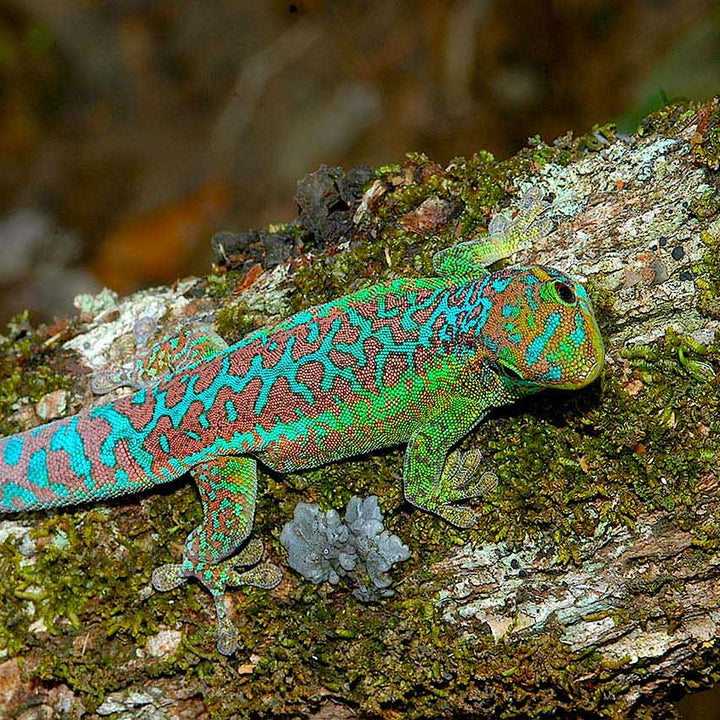 Phelusma borbonica (Borbonica Day Gecko) YEARLINGS