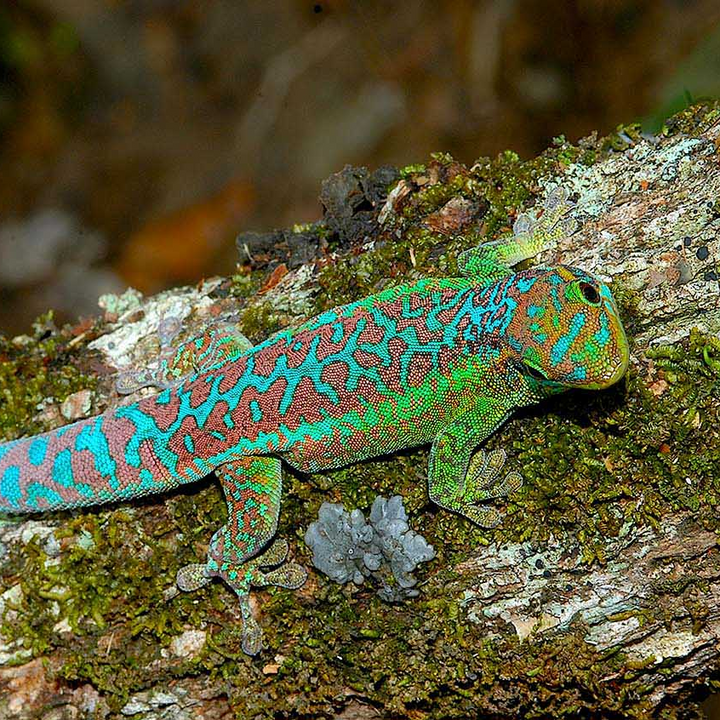 Phelusma borbonica (Borbonica Day Gecko) YEARLINGS
