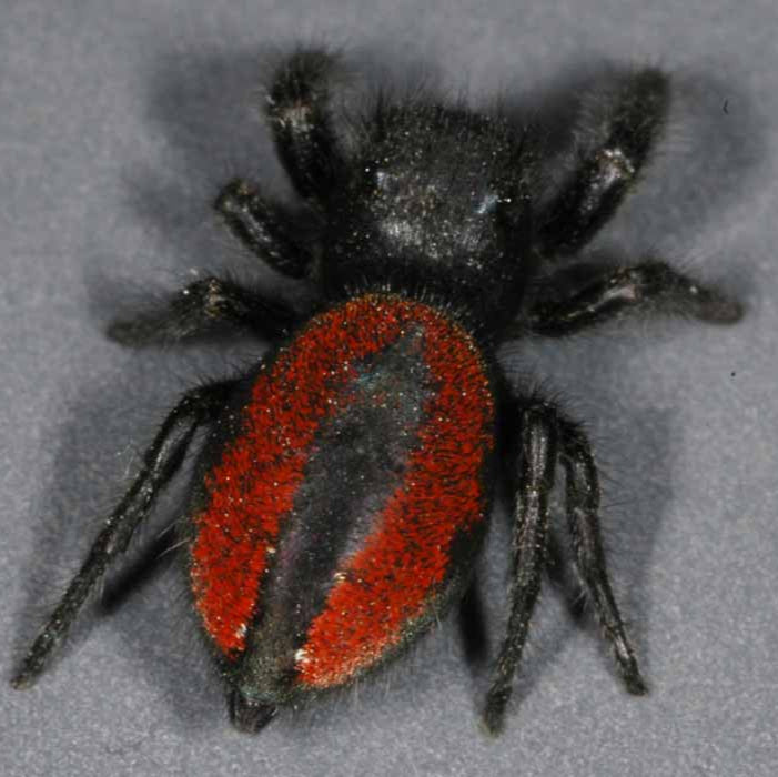 Phiddipus johnsoni (Red-backed Jumping Spider) Juv/Sub-Adult