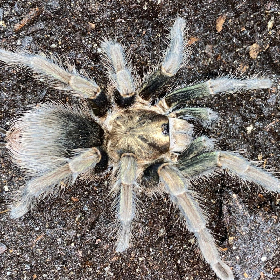 Phormictopus sp 'Green Gold Carapace' 5" FEMALE