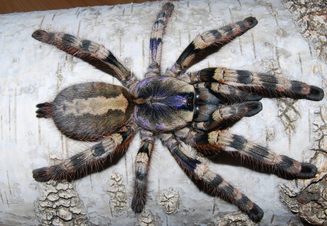 Poecilotheria formosa (Salem Ornamental)