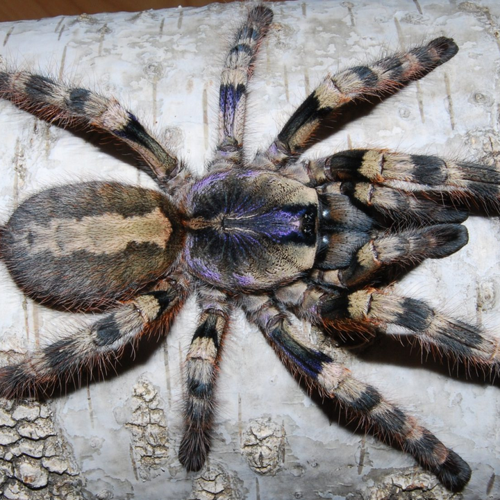 Poecilotheria formosa (Salem Ornamental)