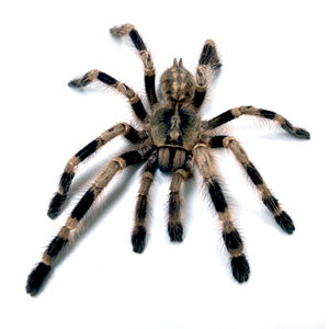 Poecilotheria tigrinawesseli (Wessel's Tiger Ornamental) 1"