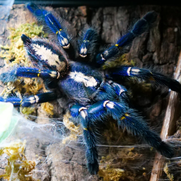 Poecilotheria metallica (Gooty Sapphire Ornamental) 0.75" | MALES | FEMALES
