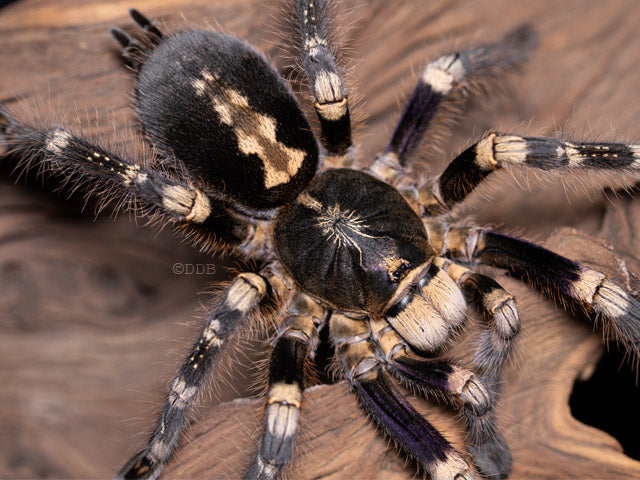 Poecilotheria subfusca 'Low Land' (LL Ivory Ornamental) 2" *ESA