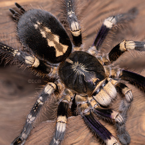 Poecilotheria subfusca 'Low Land' (LL Ivory Ornamental) 2" *ESA