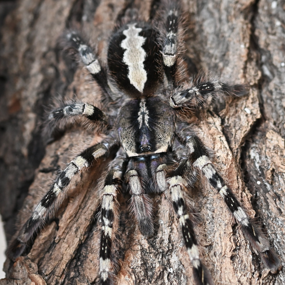 Poecilotheria vittata (Ghost Ornamental) 0.75" ESA IN STATE ONLY