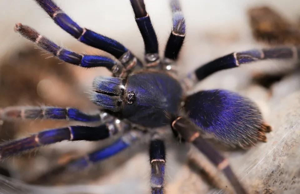 Psednocnemis brachyramosa (Malaysian Blue Femur Tarantula) 1-1.5"