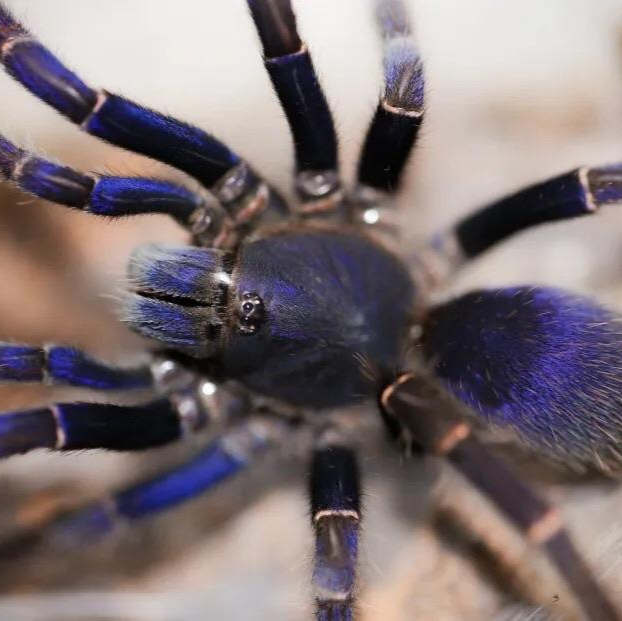 Psednocnemis brachyramosa (Malaysian Blue Femur Tarantula) 1-1.5"