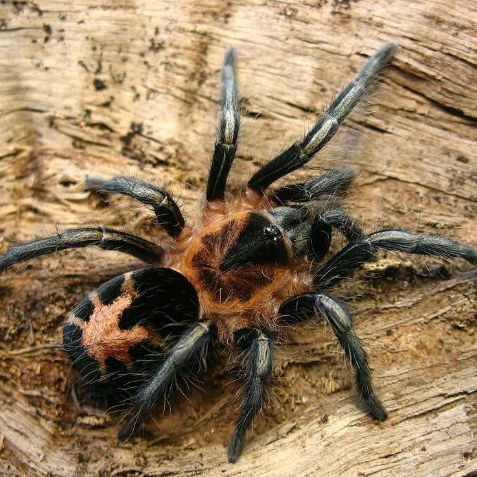 Cyriocosmus leetzi (Venezuelan Dwarf Beauty) 0.25"