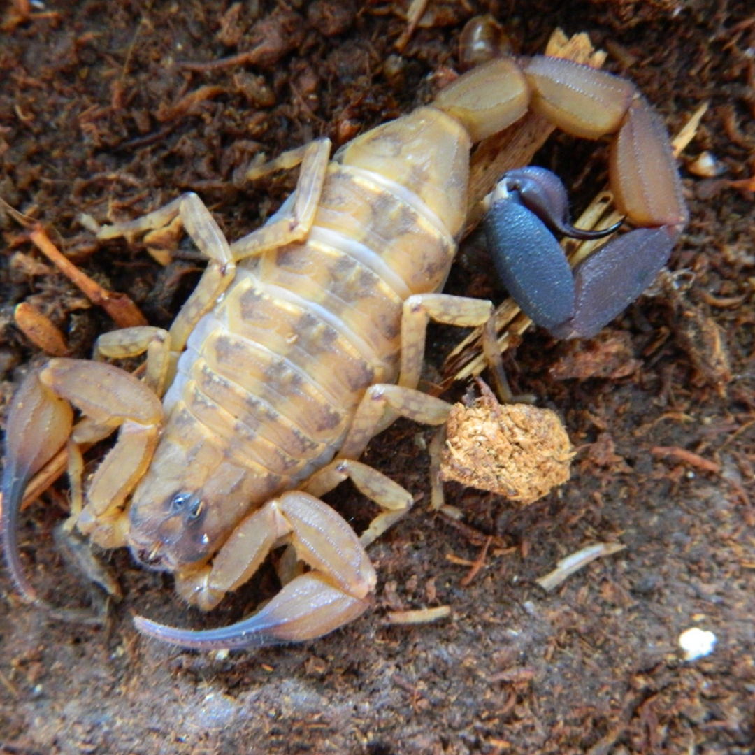 Tityus smithi (Lesser Antilles Thick-Tailed Scorpion) 0.75"
