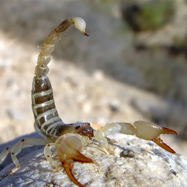Scorpio palmatus (Israeli Gold Scorpion) JUV | ADULT FEM