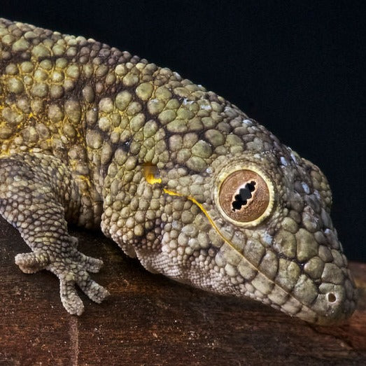 Eurydactylodes vieillardi (Vieillardi's Chamelon Gecko) Adult Male