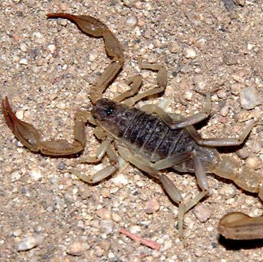 Paruroctonus silvestrii (Cali Common Scorp) 1-2"