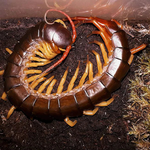 Scolopendra dehaani (Vietnamese Giant Centipede) 4-6"