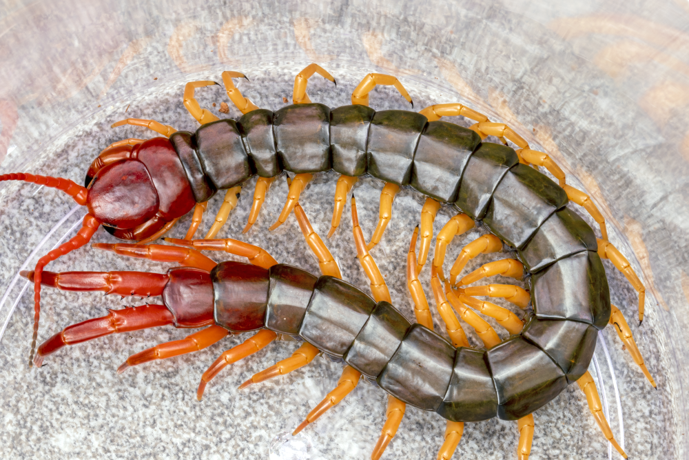 Scolopendra multidens 'Yellow Leg' (Chinese Beauty Centipede)
