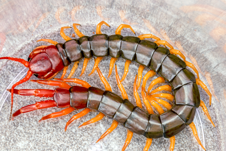 Scolopendra multidens 'Yellow Leg' (Chinese Beauty Centipede)