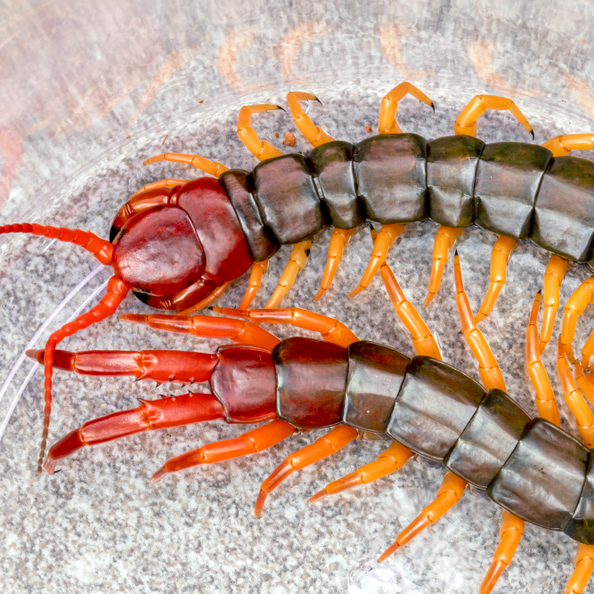 Scolopendra multidens 'Yellow Leg' (Chinese Beauty Centipede)