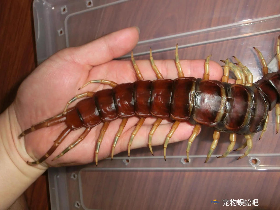 Scolopendra sp 'White Legs' (Giant White Leg Centipede) 2-3"