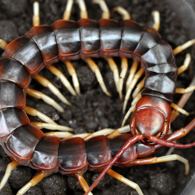 Scolopendra sp 'White Legs' (Giant White Leg Centipede) 3-4"