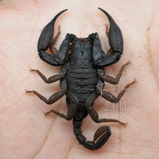 Scorpiops phatoensis (Thailand Flat Rock) 0.25