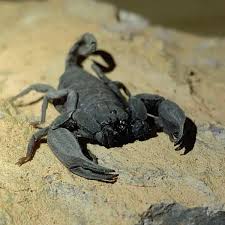 Scorpiops validus (Yunnan Rock Scorpion) 1-2"