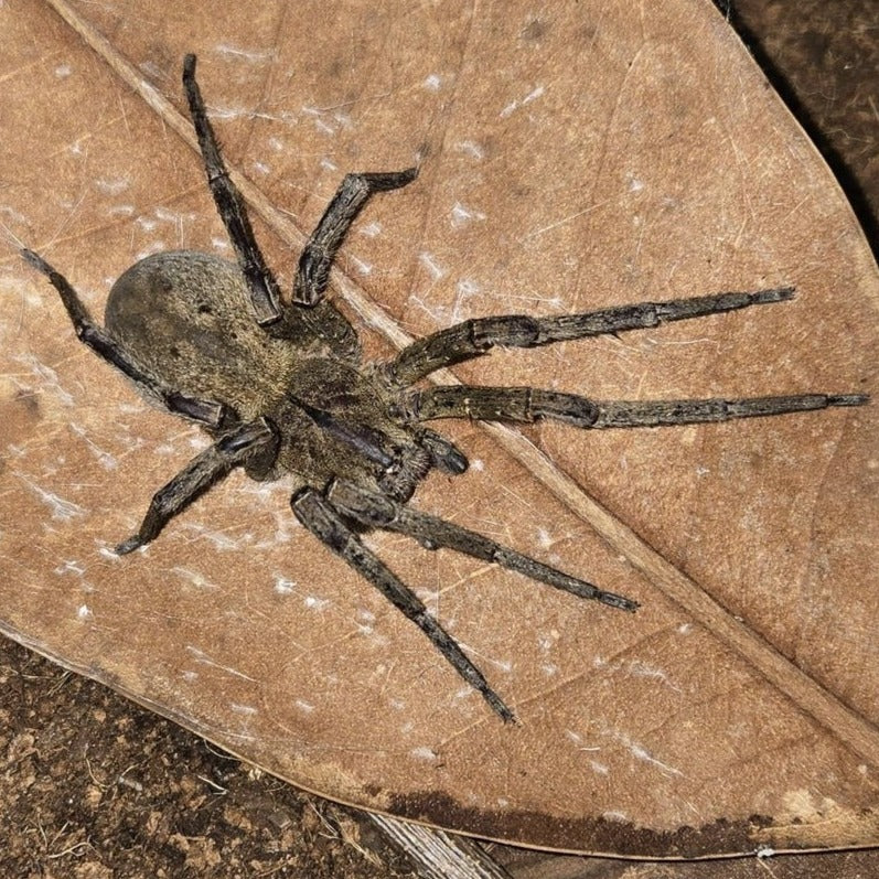 Phoneutria fera (Brazilian Wandering Spider) 4" SUS FEMALES
