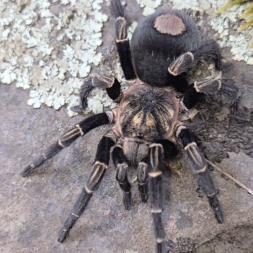 Hapalotremus sp 'Inca Gold' – Spider Shoppe