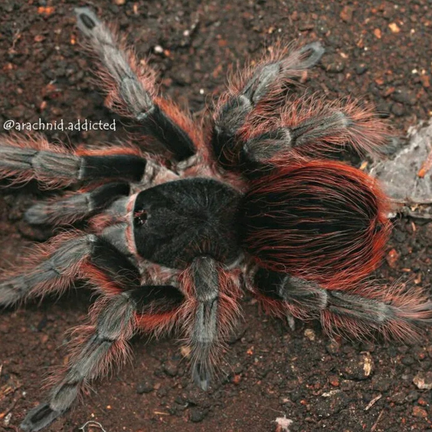 Peruvian Red Rump Acanthoscurria choacana (Bolivian Red Rump) 0.25