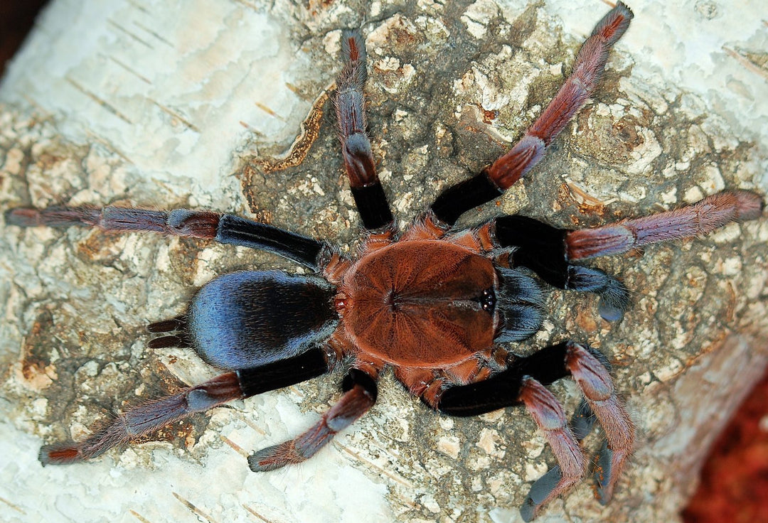 Selenocosmia arndsti (New Guinea Rust-Orange Tarantula)