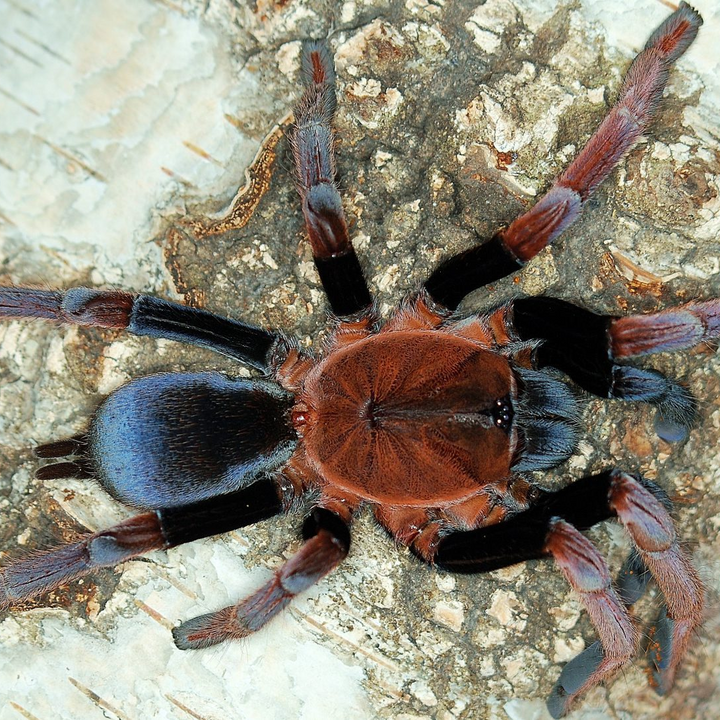 Selenocosmia arndsti (New Guinea Rust-Orange Tarantula)