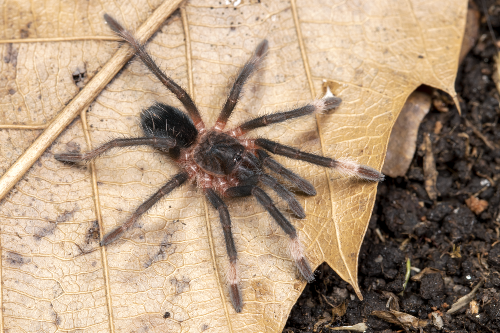 Sericopelma sp 'Darien' (Darien Birdeater) 1" | 2.5" MALE | 2.5" FEMALE