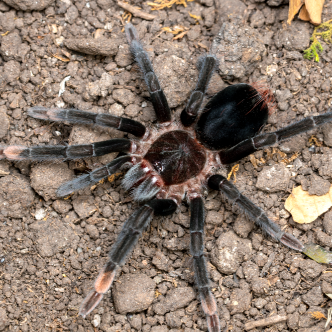 Sericopelma sp 'Darien' (Darien Birdeater) 1" | 2.5" MALE | 2.5" FEMALE