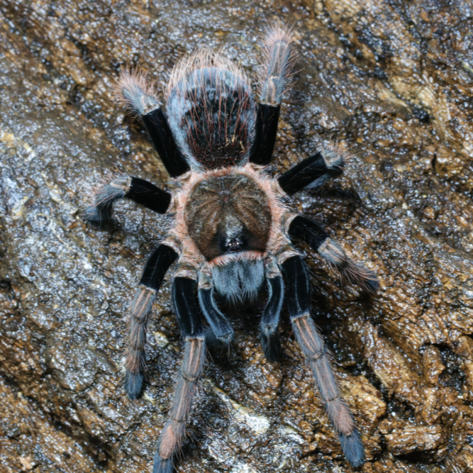 Sericopelma sp 'Santa Catalina' 1.5"