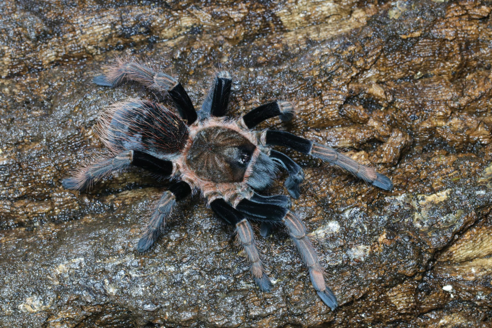 Sericopelma sp 'Santa Catalina' 1.5"