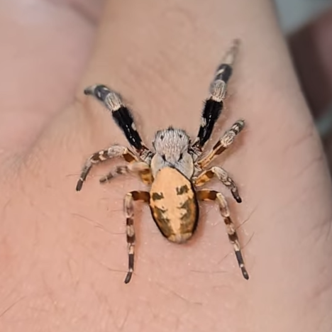 Stegodyphus dufouri (African Velvet Spiders) 0.75-1"