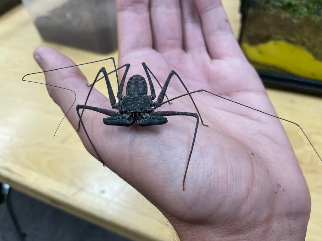 Phrynus whitei (Central American Whip Spider) 1-1.5